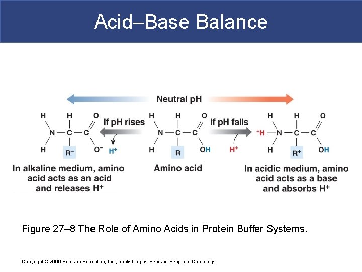 Acid–Base Balance Figure 27– 8 The Role of Amino Acids in Protein Buffer Systems.