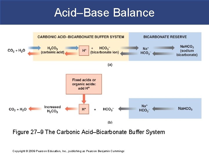 Acid–Base Balance Figure 27– 9 The Carbonic Acid–Bicarbonate Buffer System Copyright © 2009 Pearson