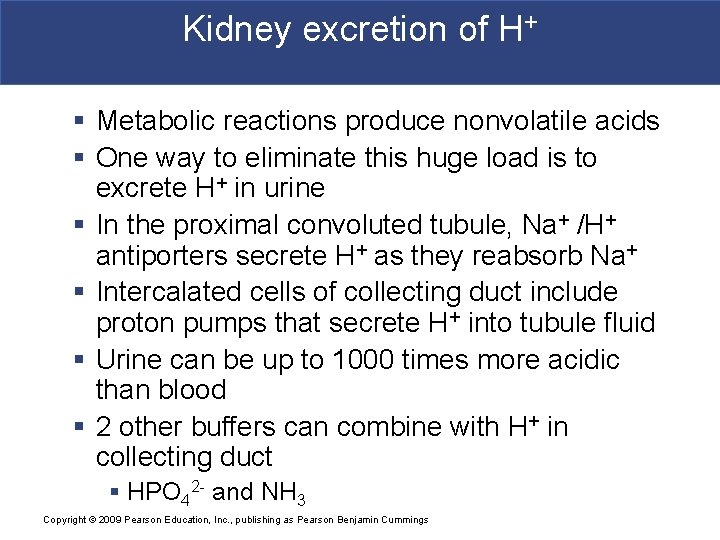 Kidney excretion of H+ § Metabolic reactions produce nonvolatile acids § One way to