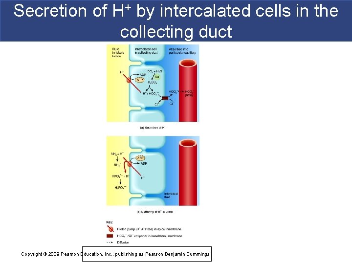 Secretion of H+ by intercalated cells in the collecting duct Copyright © 2009 Pearson