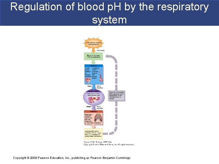 Regulation of blood p. H by the respiratory system Copyright © 2009 Pearson Education,