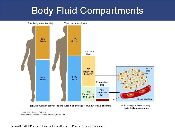 Body Fluid Compartments Copyright © 2009 Pearson Education, Inc. , publishing as Pearson Benjamin