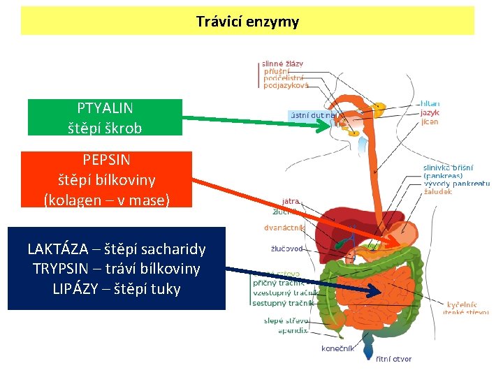 Trávicí enzymy PTYALIN štěpí škrob PEPSIN štěpí bílkoviny (kolagen – v mase) LAKTÁZA –