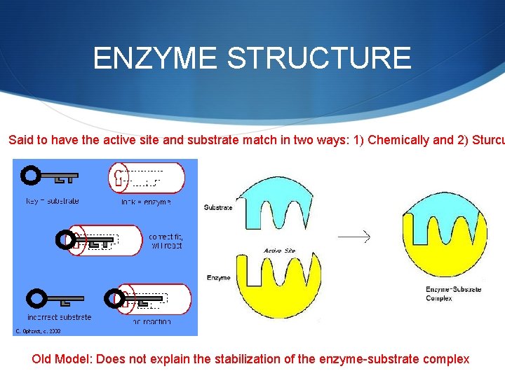 ENZYME STRUCTURE Said to have the active site and substrate match in two ways: