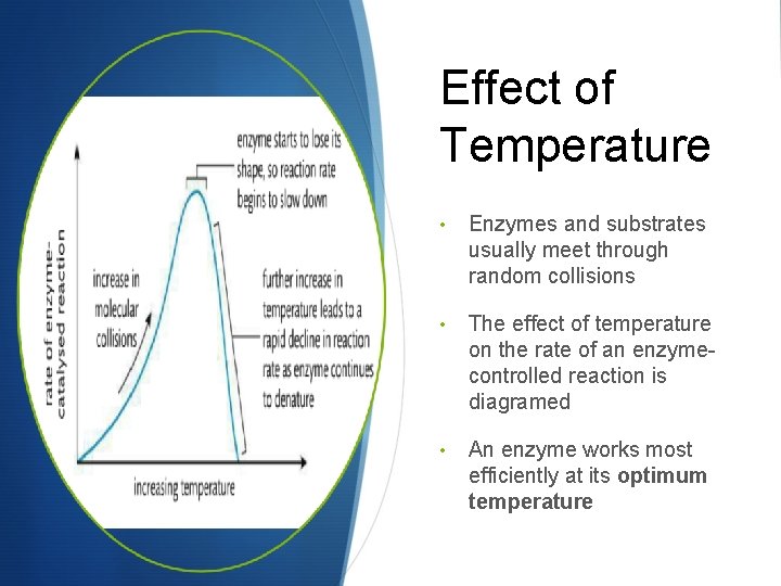 Effect of Temperature • Enzymes and substrates usually meet through random collisions • The