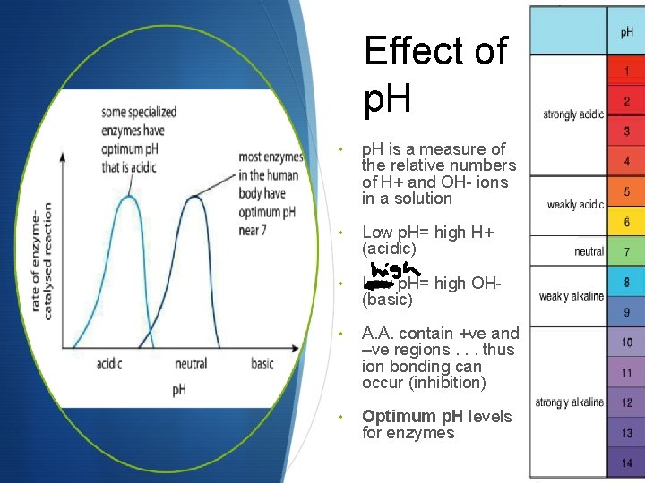 Effect of p. H • p. H is a measure of the relative numbers