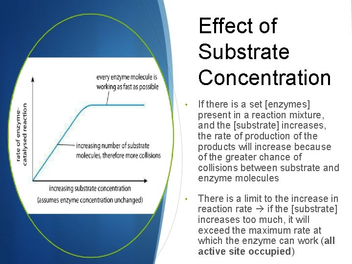 Effect of Substrate Concentration • If there is a set [enzymes] present in a