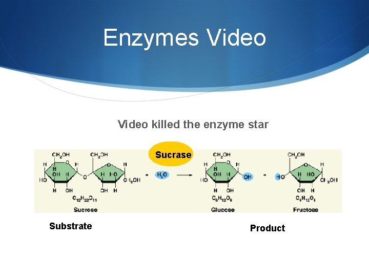 Enzymes Video killed the enzyme star Sucrase Substrate Product 