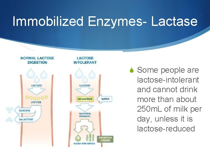 Immobilized Enzymes- Lactase S Some people are lactose-intolerant and cannot drink more than about