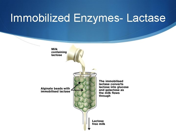 Immobilized Enzymes- Lactase 