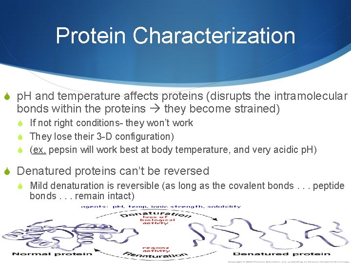 Protein Characterization S p. H and temperature affects proteins (disrupts the intramolecular bonds within