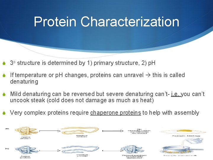 Protein Characterization S 3 o structure is determined by 1) primary structure, 2) p.
