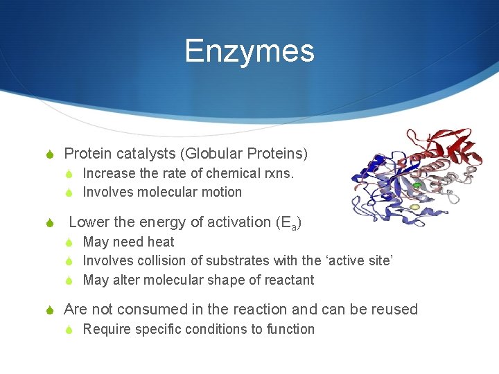 Enzymes S Protein catalysts (Globular Proteins) S Increase the rate of chemical rxns. S