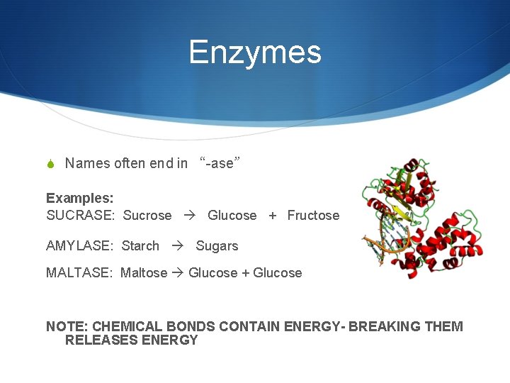 Enzymes S Names often end in “-ase” Examples: SUCRASE: Sucrose Glucose + Fructose AMYLASE: