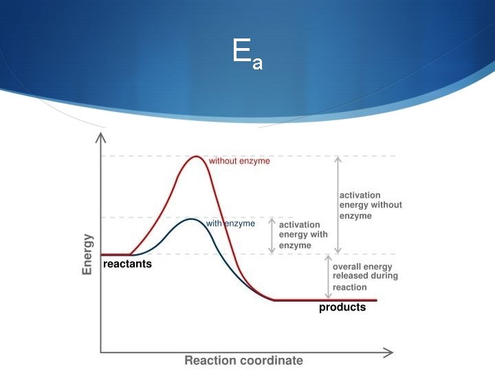 Ea 