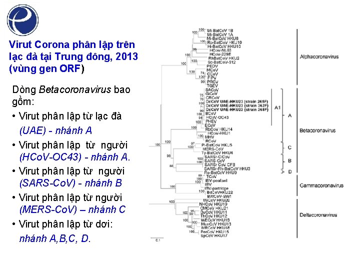 Virut Corona phân lập trên lạc đà tại Trung đông, 2013 (vùng gen ORF)