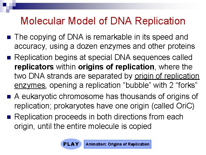 Molecular Model of DNA Replication n n The copying of DNA is remarkable in