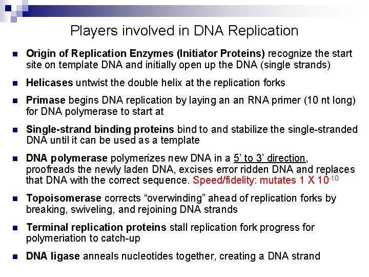 Players involved in DNA Replication n Origin of Replication Enzymes (Initiator Proteins) recognize the