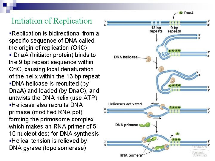 Initiation of Replication §Replication is bidirectional from a specific sequence of DNA called the