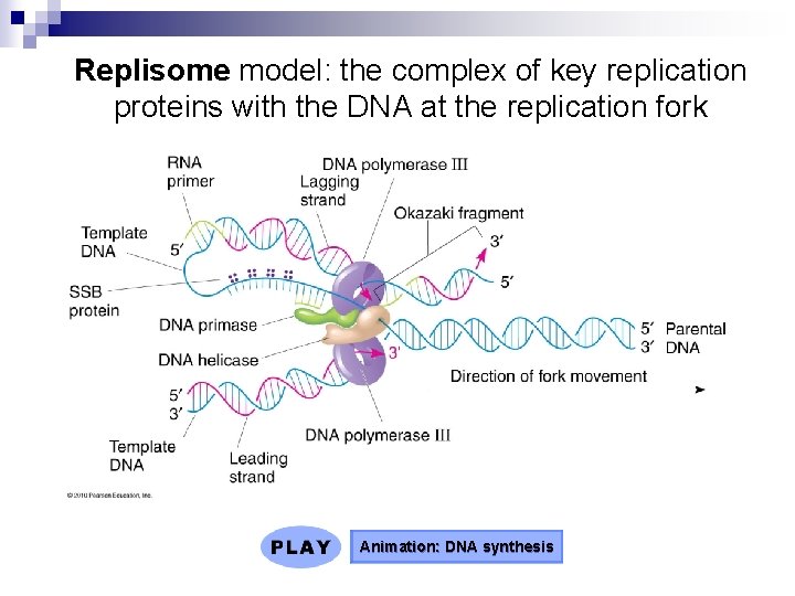 Replisome model: the complex of key replication proteins with the DNA at the replication