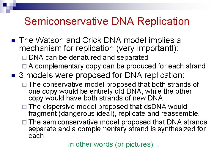 Semiconservative DNA Replication n The Watson and Crick DNA model implies a mechanism for