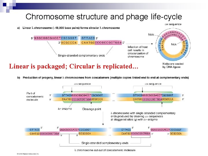 Chromosome structure and phage life-cycle Linear is packaged; Circular is replicated… 