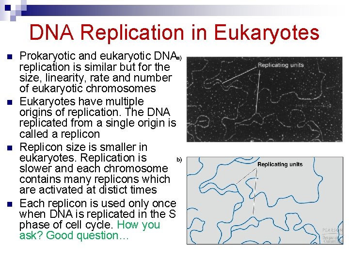 DNA Replication in Eukaryotes n n Prokaryotic and eukaryotic DNA replication is similar but
