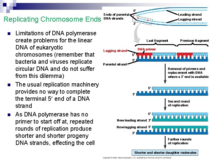 5 Replicating Chromosome Ends n n n Limitations of DNA polymerase create problems for