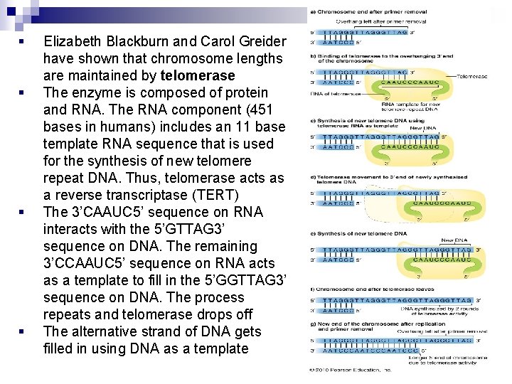 § § Elizabeth Blackburn and Carol Greider have shown that chromosome lengths are maintained