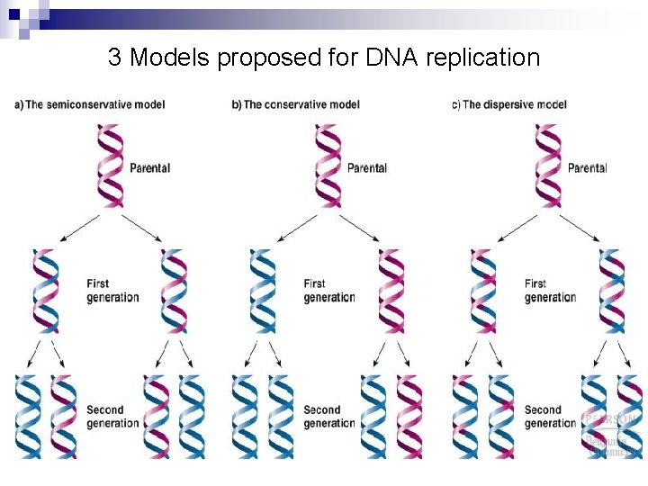 3 Models proposed for DNA replication 