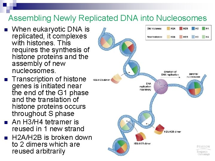 Assembling Newly Replicated DNA into Nucleosomes n n When eukaryotic DNA is replicated, it