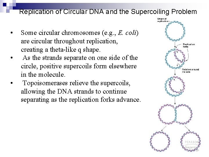 Replication of Circular DNA and the Supercoiling Problem • • • Some circular chromosomes