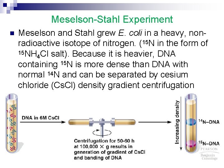 Meselson-Stahl Experiment n Meselson and Stahl grew E. coli in a heavy, nonradioactive isotope