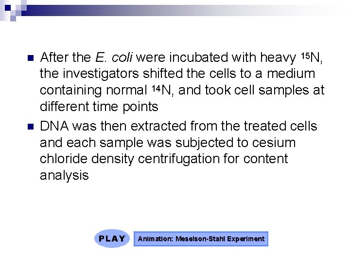 n n After the E. coli were incubated with heavy 15 N, the investigators