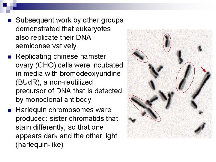 n n n Subsequent work by other groups demonstrated that eukaryotes also replicate their