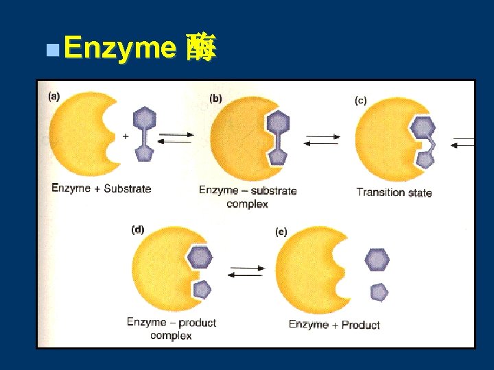 n Enzyme 酶 