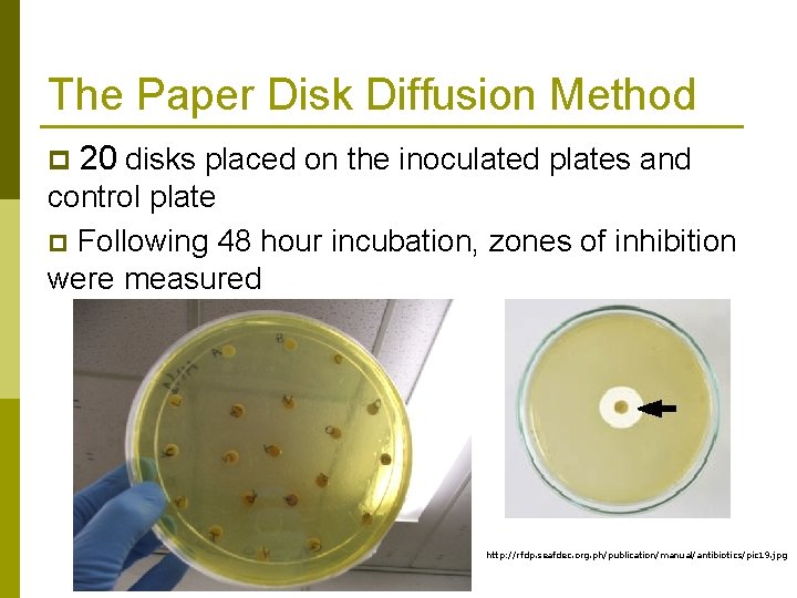 The Paper Disk Diffusion Method p 20 disks placed on the inoculated plates and