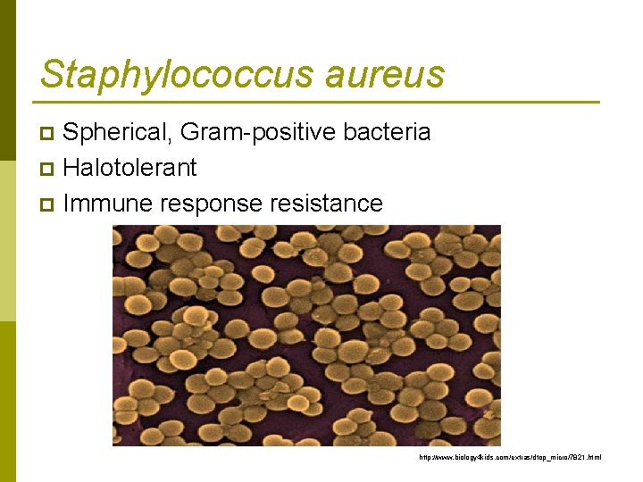 Staphylococcus aureus Spherical, Gram-positive bacteria p Halotolerant p Immune response resistance p http: //www.