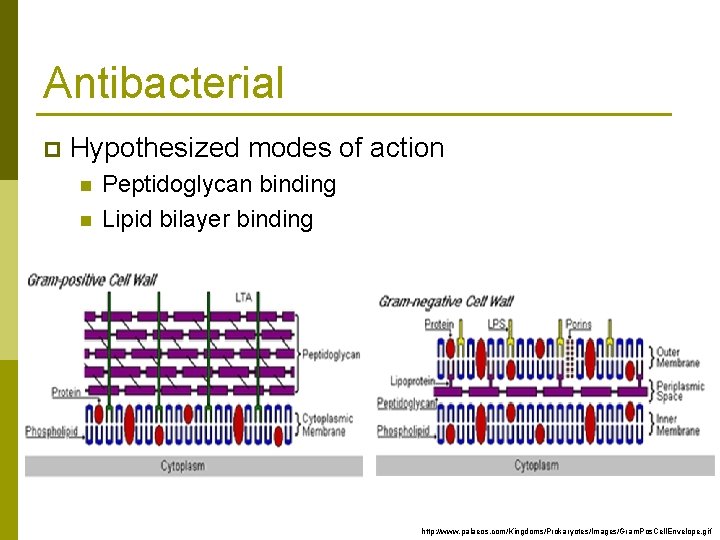 Antibacterial p Hypothesized modes of action n n Peptidoglycan binding Lipid bilayer binding http: