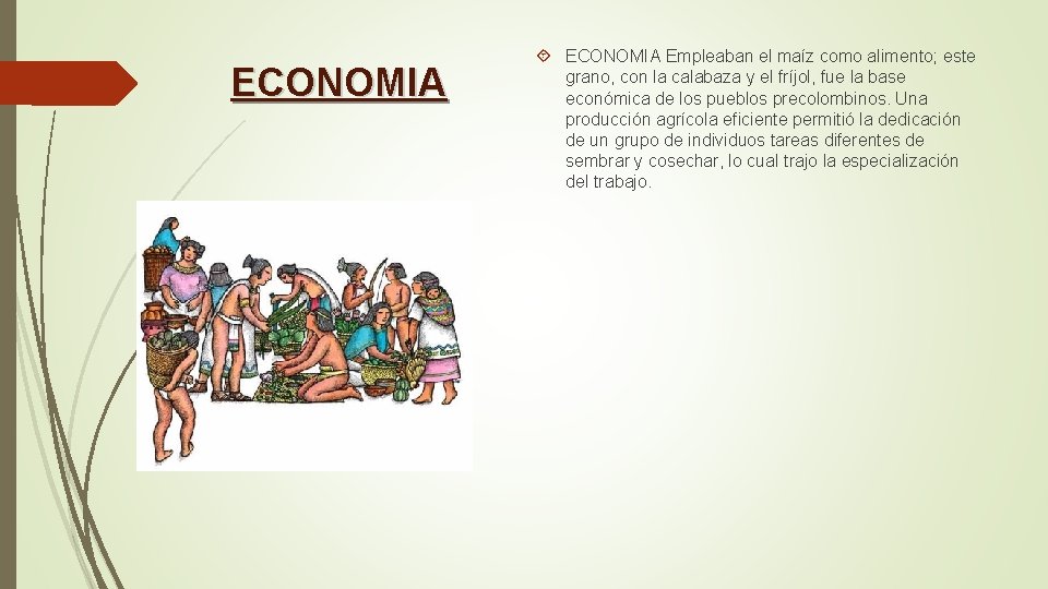 ECONOMIA Empleaban el maíz como alimento; este grano, con la calabaza y el fríjol,