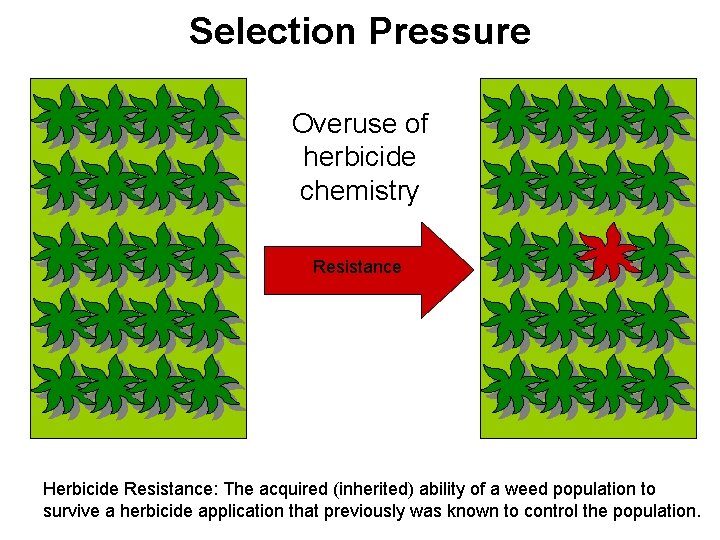 Selection Pressure Overuse of herbicide chemistry Resistance Herbicide Resistance: The acquired (inherited) ability of