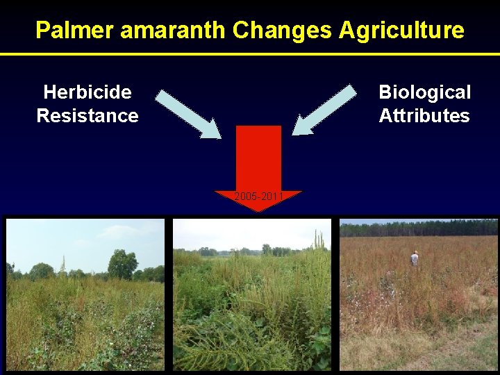 Palmer amaranth Changes Agriculture Herbicide Resistance Biological Attributes 2005 -2011 