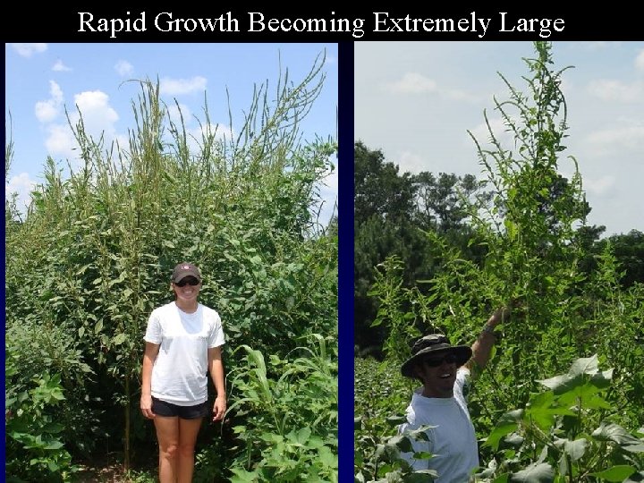 Rapid Growth Becoming Extremely Large 