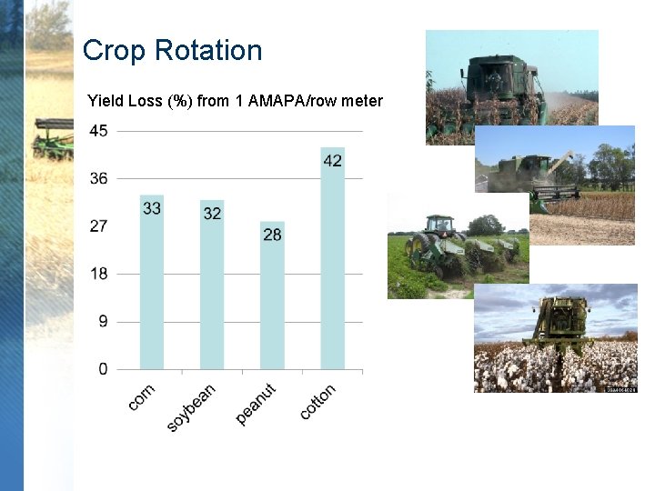 Crop Rotation Yield Loss (%) from 1 AMAPA/row meter 