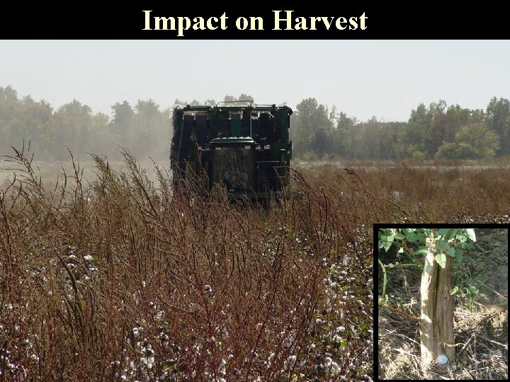 Impact on Harvest 