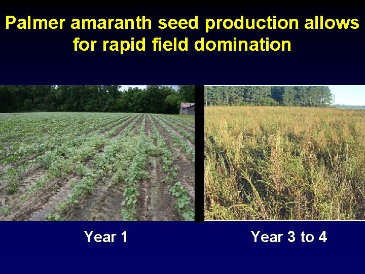 Palmer amaranth seed production allows for rapid field domination Year 1 Year 3 to
