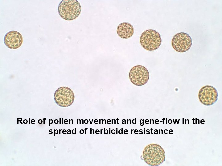Role of pollen movement and gene-flow in the spread of herbicide resistance 