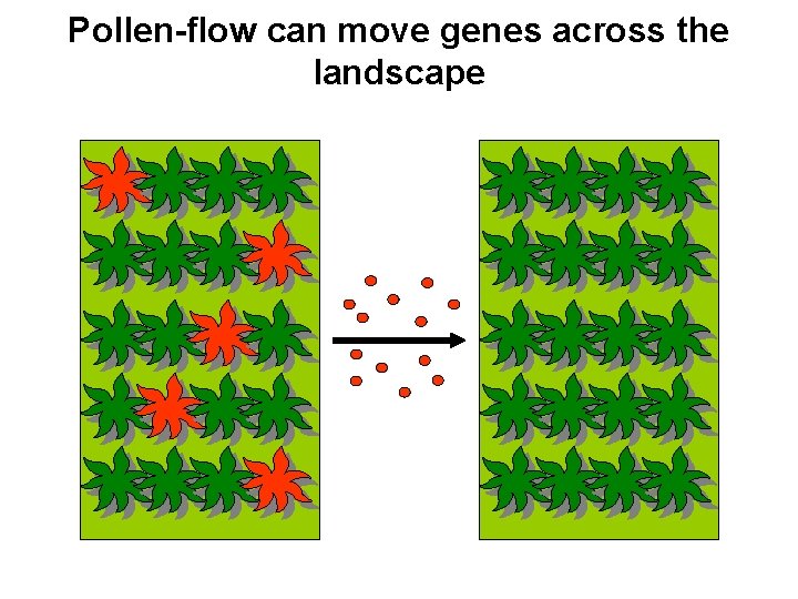 Pollen-flow can move genes across the landscape 