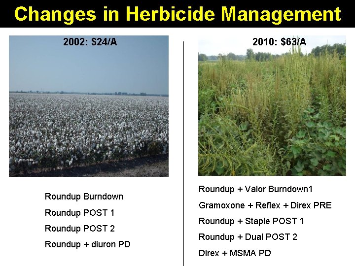 Changes in Herbicide Management 2002: $24/A Roundup Burndown Roundup POST 1 Roundup POST 2