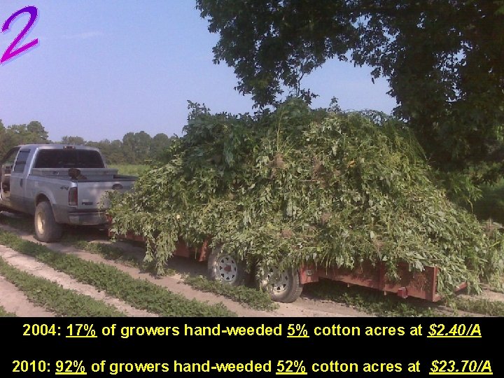 2004: 17% of growers hand-weeded 5% cotton acres at $2. 40/A Photo by A.